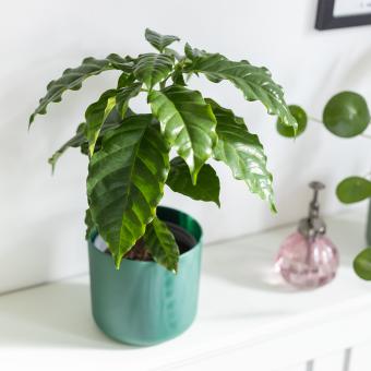 Coffee plant on a mantelpiece